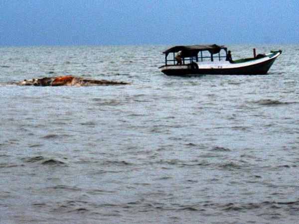 Bangkai Paus di Situbondo Dibuang ke Tengah Laut