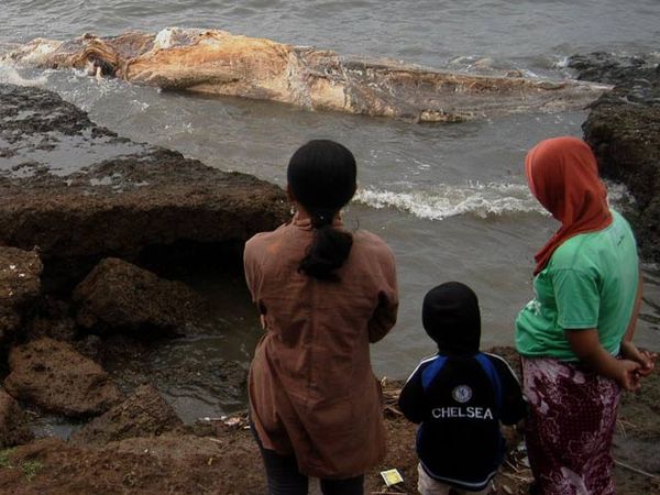Bangkai Paus Hebohkan Warga Situbondo Bangkai Paus Hebohkan Warga Situbondo