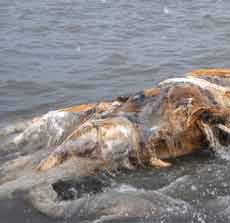 Bangkai Paus Ditemukan di Pantai Wisata Pathek Situbondo