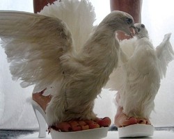 Eww... Ada Sepatu yang Terbuat dari Bangkai Binatang