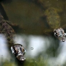Pacu Gairah Seks Buaya, Kebun Binatang Jepang Pakai Gendang