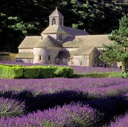 Indahnya Lavender Sejauh Mata Memandang di Provence