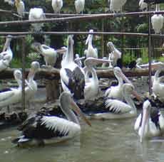 TPS Rela Satwa KBS Dipindahkan, Asal...