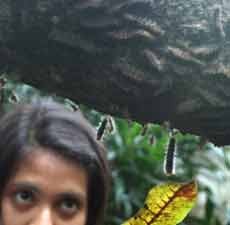 5 Kecamatan di Surabaya Telah Diserang Ulat Bulu