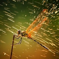 Splashing: Capung, Semprotan Air dan Juara Foto Dunia