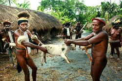 Kemeriahan Pesta Bakar Batu di Lembah Baliem