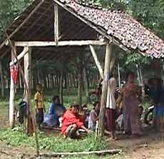 Korban Banjir di Jember Ngungsi di Gubuk Perkebunan Karet