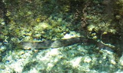 Wow! Ada Belut Raksasa di Desa Waai, Ambon