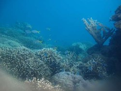 Ssst! Ada Surga Kecil di Laut Karimunjawa