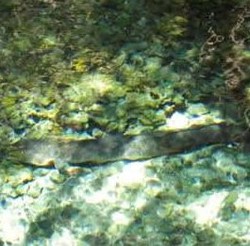 Wow! Ada Belut Raksasa di Desa Waai, Ambon