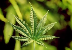 Perempuan yang Pakai Narkoba Kesulitan Menikmati Seks