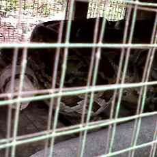 Ular Phyton 8 Meter Gegerkan Warga Kebonsari