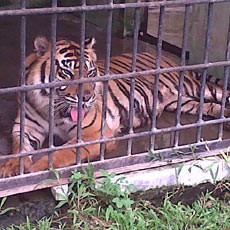 Hii! Harimau di Kebun Bintang Jambi Lepas dari Kandang