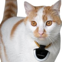 Eyenimal, Kamera dengan Sudut Pandang Mata Kucing