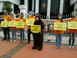 Tuntut Keadilan Untuk Satwa Liar, Orang Utan Demo di MA