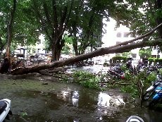 Pohon Tumbang di Parkiran Undip Semarang, Satu Motor Rusak