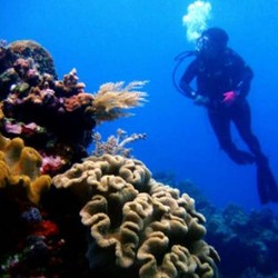 Diving di Samalona, Bikin Lupa Daratan