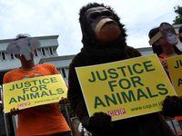 Seperti Manusia, Orang Utan Juga Minta Keadilan