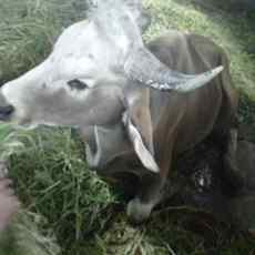 Banteng Koleksi KBS Patah Kaki Berebut Betina