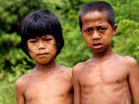 Hutan Dijarah, Anak Rimba Kekurangan Gizi