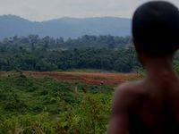 Hutan Terus Dijarah, Anak Rimba Terancam Mati