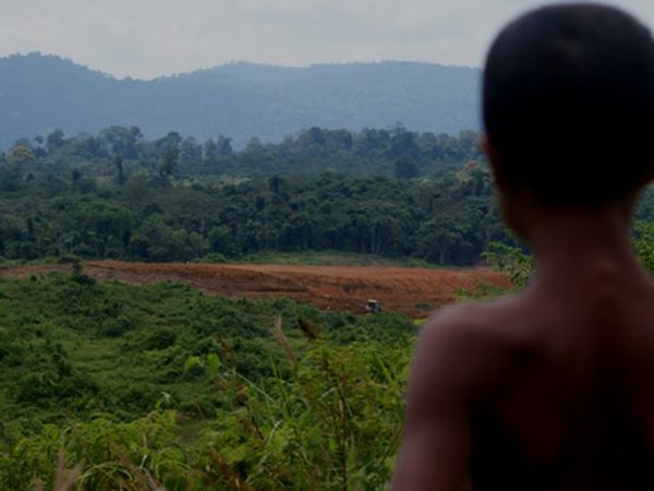Hutan Terus Dijarah, Anak Rimba Terancam Mati