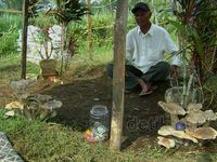 Makam Ditumbuhi Jamur Gegerkan Warga Malang