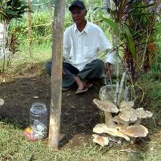 Jamur Raksasa Tumbuh di Atas Makam Warga Malang