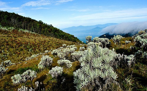 Alun-alun Surya Kencana, Gunung Gede (Flickr/ Andri Suanto)