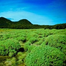 4 Tempat Terbaik untuk Melihat Edelweis di Indonesia