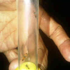 Tomcat Serang Penghuni Apartemen Eastcoast Sejenis Predator