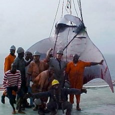 Ikan Pari Raksasa Ditemukan di Perairan Atlantik Selatan