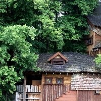 Jantung akan Baik-baik Saja Jika Tempat Tinggal Banyak Pohonnya