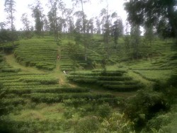 Tea Walk Sehat dan Outbound Seru di Perkebunan Teh Pagilaran, Jateng