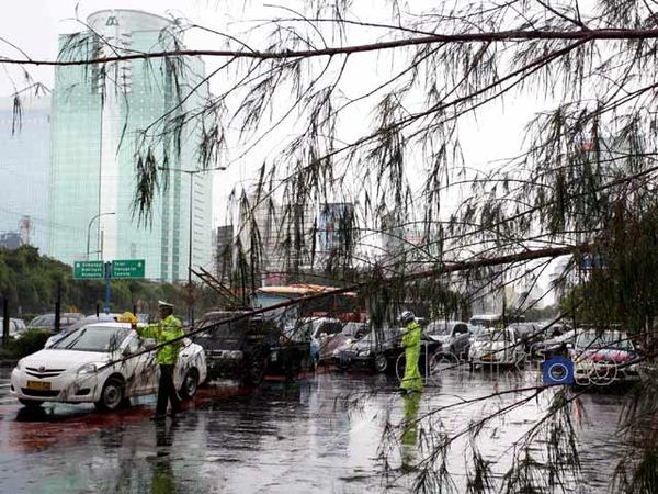 Pohon Cemara Tumbang Macetkan Jl Gatsu