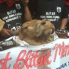 Kepala Sapi & Wanita Cantik Dikerahkan Agar Soekarwo Cabut SK Gunung Kelud