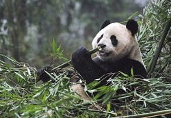 Seru! Siaran Langsung Lahiran Bayi Panda di Edinburgh