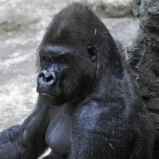 Gorila 181 Kg Kabur dari Kandang, Penjaga Digigit