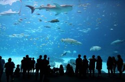 Inilah Akuarium Terbesar di Dunia!