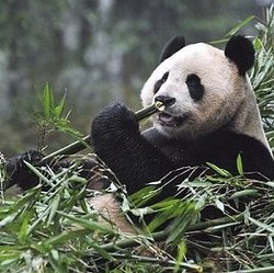 Seru! Siaran Langsung Lahiran Bayi Panda di Edinburgh