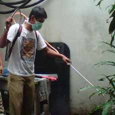 Serangga Tomcat Disemprot Pestisida Nabati