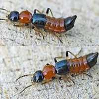 Serangga Tomcat Mulai Serang Warga Jember