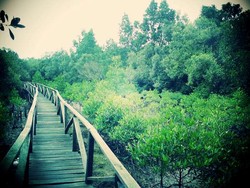 Serunya Telusuri Hutan Mangrove Margomulyo, Balikpapan