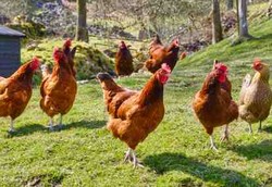 Ayam Juga Dapat Sebabkan Infeksi Saluran Kencing
