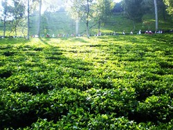 Bbrr! Akhir Pekan Dingin di Kebun Teh Gunung Mas