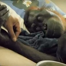 Prihatin, Pria Prancis Filmkan Penyiksaan Orangutan Kalimantan