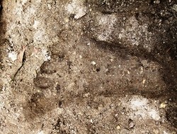 Jejak Kaki Berukuran Raksasa Hebohkan Warga Majene