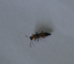 Selain di Jaksel, Tomcat Juga Ditemukan di Pesawahan Jakarta