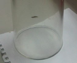 Dinas Kelautan & Pertanian Pastikan Serangga di Jaksel Seekor Tomcat 