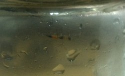 Tomcat Sampai di Jakarta!